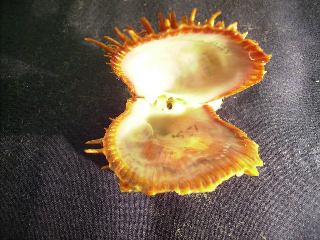 Spondylus cevikeri e Spondylus gaederopus:serie di crescita